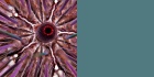 periproct sea urchin