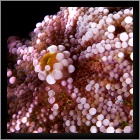 disk anemone
